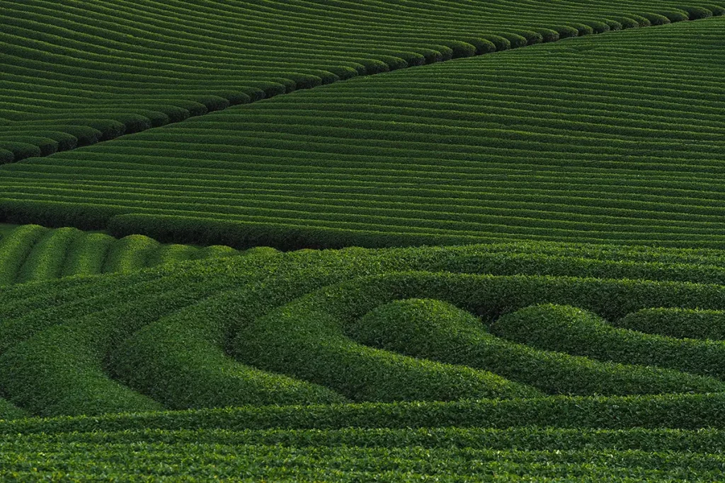 Moc Chau - Tea fields