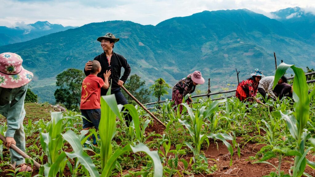 Dien Bien Province - Working the corn fields