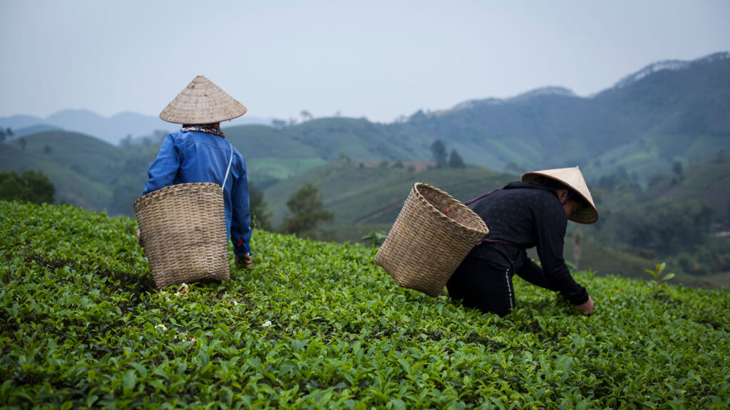 Long Coc Tea Harvesting