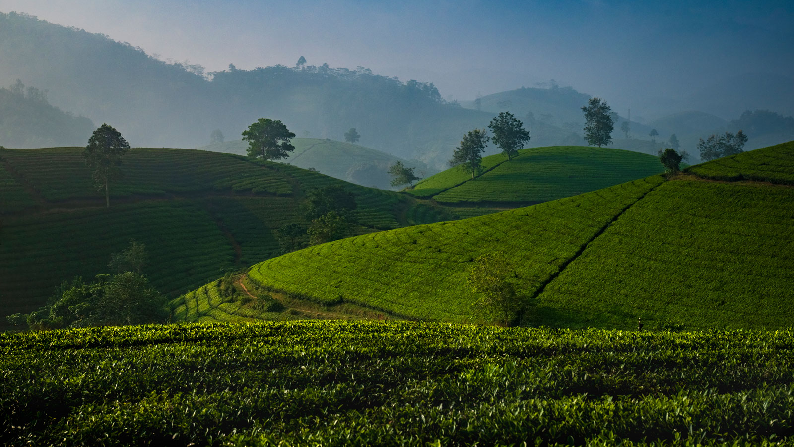 Long Coc Tea Valley